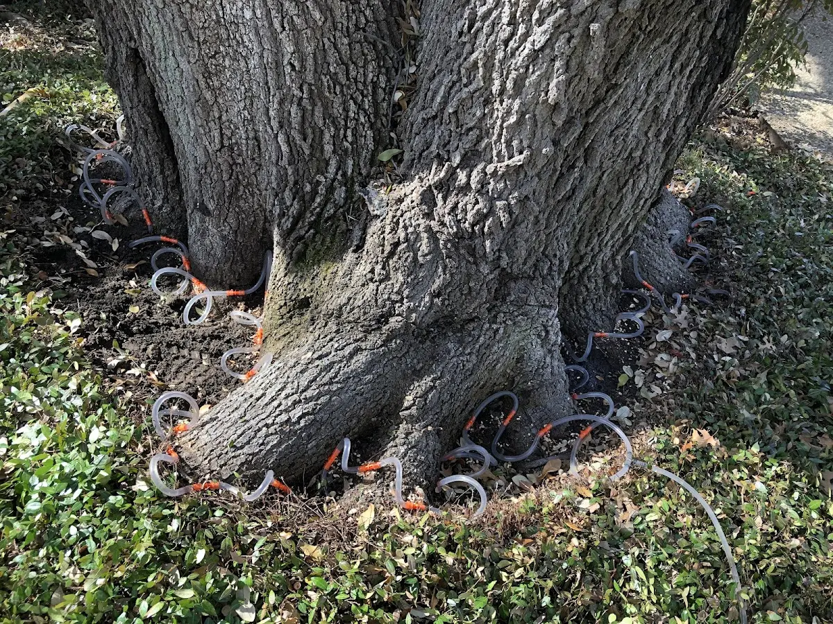 Detailed Tree Cabling and Bracing job site in East Canton